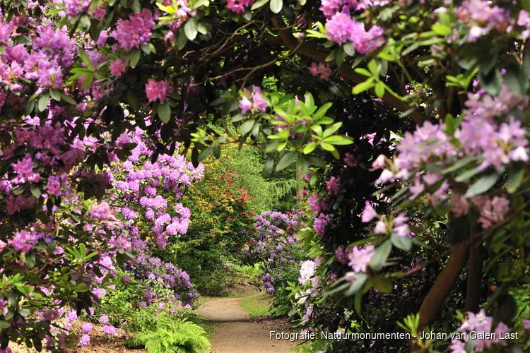 Ontdek de rododendrons van buitenplaats Gooilust