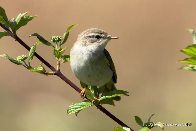 Ontdek de vogels van ’s-Graveland op 26 april