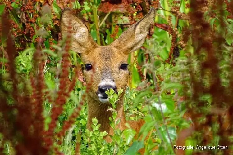 Reeën kijken in het Corversbos en Gooilust