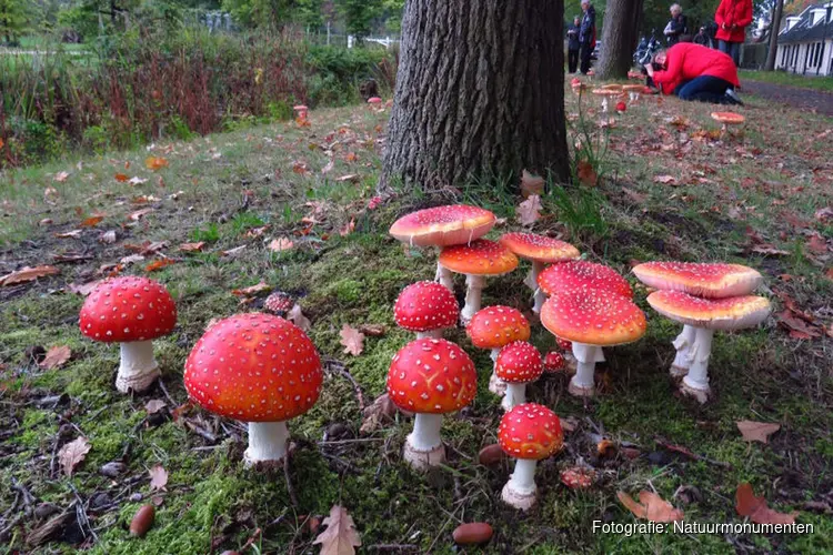 Paddenstoelen - mysterieus en onmisbaar