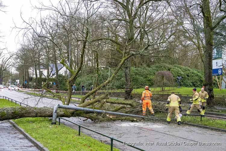 Boom omgewaaid op de rijbaan in Hilversum