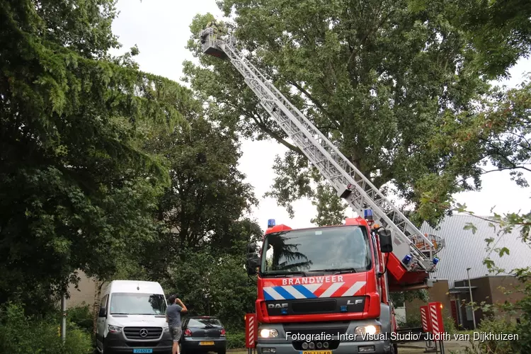 Papegaai Zazu na dag uit boom gered